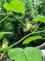 Passiflora foetida L.